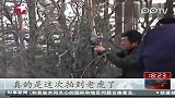 黑龙江拍到野生东北虎影像