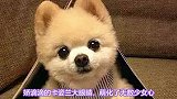 因为可爱，为所欲为，这么可爱的博美，你爱了吗
