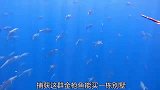 渔民海底潜捕，捕获几条金枪鱼，发财了