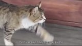 猫走出“正宗”猫步，走路的时候步伐六亲不认，真是可爱