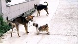 土狗误入其它狗群领地，险些被一群狗子群殴