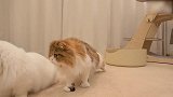 漂亮的猫咪们，这警惕的小眼神，可爱极了！