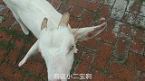小山羊二宝真狡黠，面前没有美味的饼干，休想让它表演