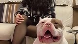 第一回见恶霸犬还是在小姐姐家里，这让我很意外啊！