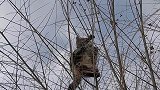 我家的猫咪都成精了