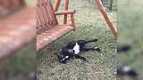 罗霍犯规送点遭恶搞！小羊跳上秋千椅摔倒生无可恋
