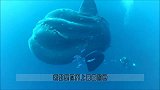 最蠢的鱼，游泳都不会，只能沦为食物，一次产卵3亿，永不灭绝