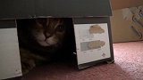 躲在箱子里的猫咪，你可真是会玩呢，这是在躲猫猫吗