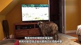 狗狗陪主人看动物世界,豹子出场时,狗子的反应太搞笑了