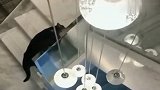 主人喊了一声打麻将三缺一，猫咪呼呼地跑上来了，太逗了