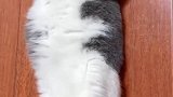 猫：哎呀，这地板有点凉呀！
