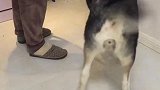 聪明的狗自己都会套胸背