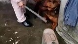 狗狗将母鸡咬死了，被主人惩罚面壁思过