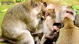 可怜的猴宝宝张开大嘴跟猴说话妈妈，猴妈妈从不理睬猴宝宝
