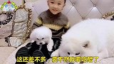 主人爱上了别的狗狗，萨摩耶吃醋了，撒娇求主人宠爱