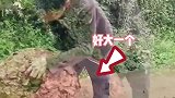 男子上山采到完整马蜂窝，没想到马蜂也是住楼层