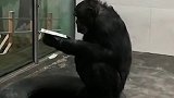 秦岭动物园大猩猩看报纸走红 园方：天性好奇还会洗衣服