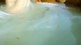 在哪整来的淘米水