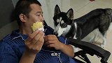 哈士奇看到主男子吃榴莲，馋得咕咚咕咚咽口水，饥渴的样子太萌了
