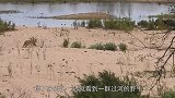 狮子在河边埋伏许久，终于等到过河的野牛，结果惹了众怒