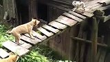 猫：有本事你过来呀，别怂呀！