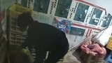 陕西西安：深夜偷采猕猴桃500多斤，盗贼坦言：累得直不起腰