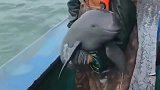 渔民出去打捞小鱼，没想到打捞上一只海豚，于是就把它放生了！