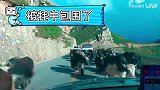 被牦牛包围啥体验关键是有几只来数一数！