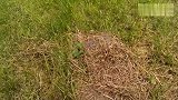 在草地上发现的野兔窝，兔妈妈不在只有几只可爱兔宝宝!