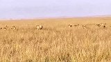 鬣狗群围攻雄狮，却低估了狮王的能力，最后偷鸡不成蚀把米！