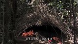 神奇！一条鱼儿为了不打光棍，马不停蹄的用嘴“搬石头”筑巢！