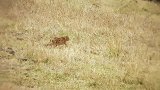 这野猫，光天化日，来我家偷鸡吃