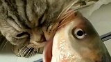 猫：这么大条鱼，主人给我吃点吧！