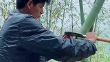不破坏竹子正常生长的前提下，工人想到的泡水方法，长见识了！