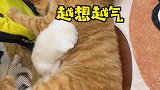 据说公猫有孩子之后就会天天带娃～猫咪的日常 生娃前与生娃后 橘猫还是橘猫