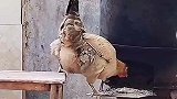 公鸡寻仇记，哪里都不放过