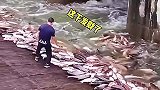 这是啥风水宝地，鱼怎么往上跳