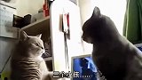 搞笑配音当两只猫咪玩着我们小时候玩的游戏，这场面也太逗了