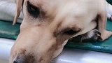 赛文在医院输液趴在那伤心，主人问它是不是想家了，它居然听懂啦