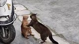 母猫生气和公猫吵架，公猫主打一个字哄
