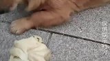 爱吃花卷的狗狗，这货吃东西不嚼一下，我看着吓一跳
