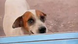 狗狗想用捡来的树叶换肉