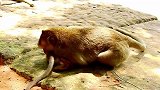 猴姐百般折磨小猴，小猴想逃却逃不了！