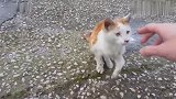 前腿受伤的流浪猫，来到小伙家门口寻求帮助，结局太感人了！