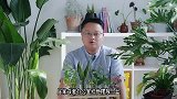 适合夏季的水培植物，一杯水就够了，越养越爆！