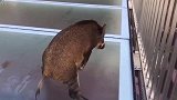 野猪误入玻璃栈道，四腿不停打滑，保安都称没见过这么搞笑的野猪