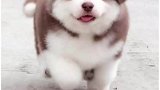 你知道什么狗狗最适合你的性格吗