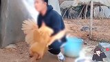 公鸡能不能别唱，影响我吃饭了