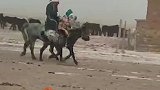 牧民和8岁女儿骑马去亲戚家拜年