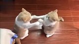 两只猫咪看到小朋友玩拍手，也爱上了这个游戏，拍得真是不错
